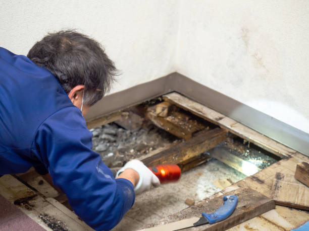 Best Home Mold Removal  in Grove City, FL