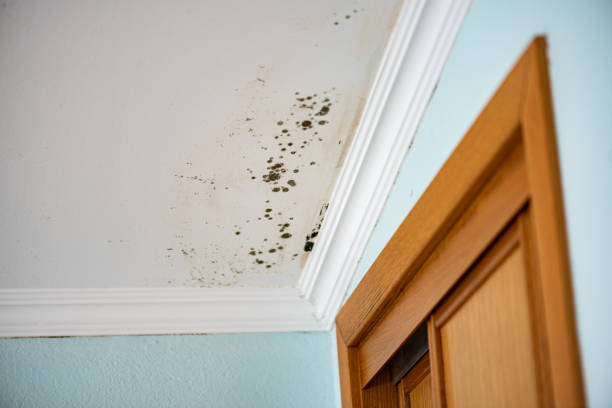 Best Fast Mold Removal  in Grove City, FL