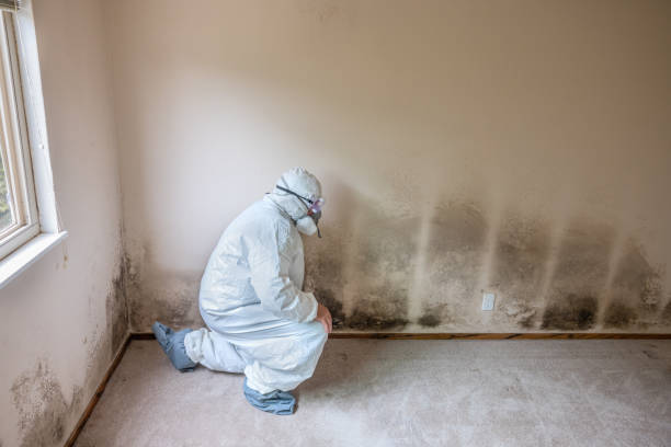 Best Mold Cleaning Services  in Grove City, FL