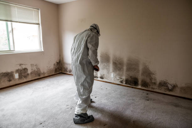 Mold Removal and Inspection in Grove City, FL