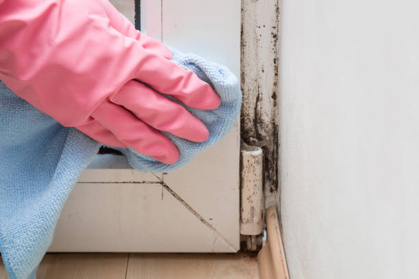 Best Commercial Mold Removal  in Grove City, FL