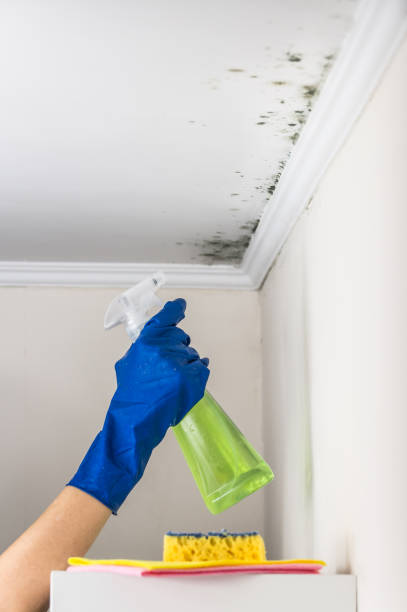 Certified Mold Removal in Grove City, FL